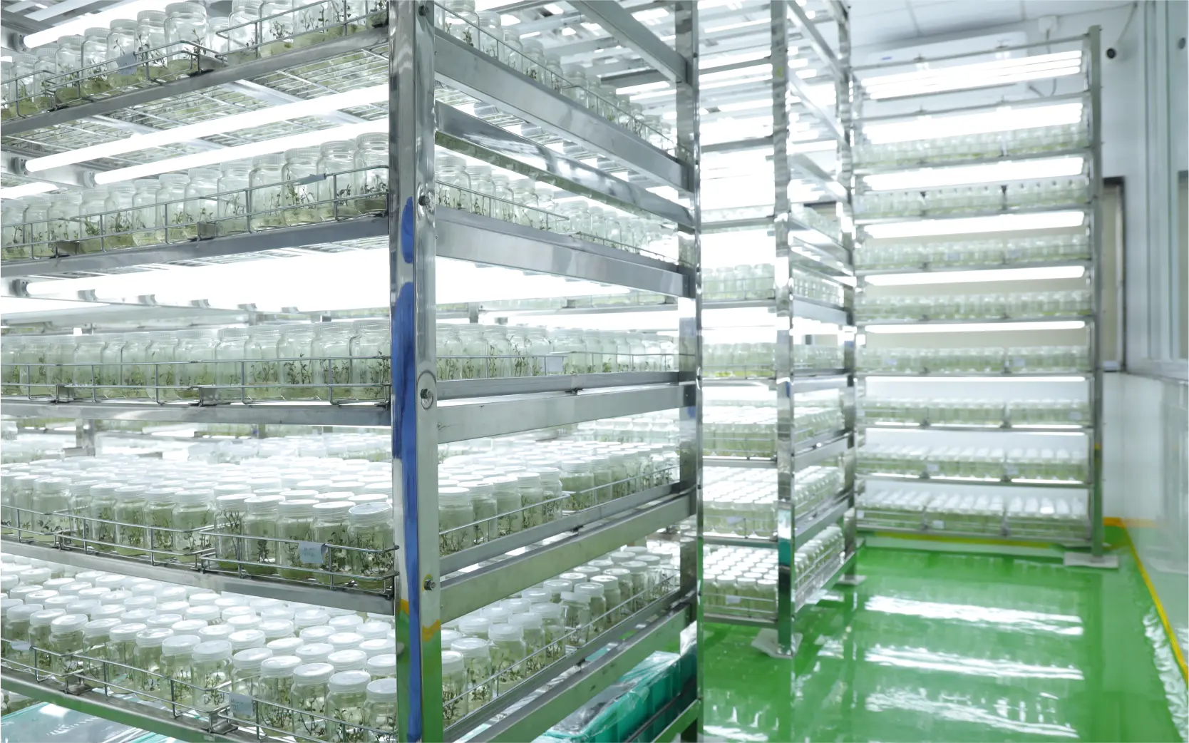 Plant Tissue Culture